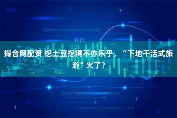 撮合网配资 挖土豆挖得不亦乐乎，“下地干活式旅游”火了？